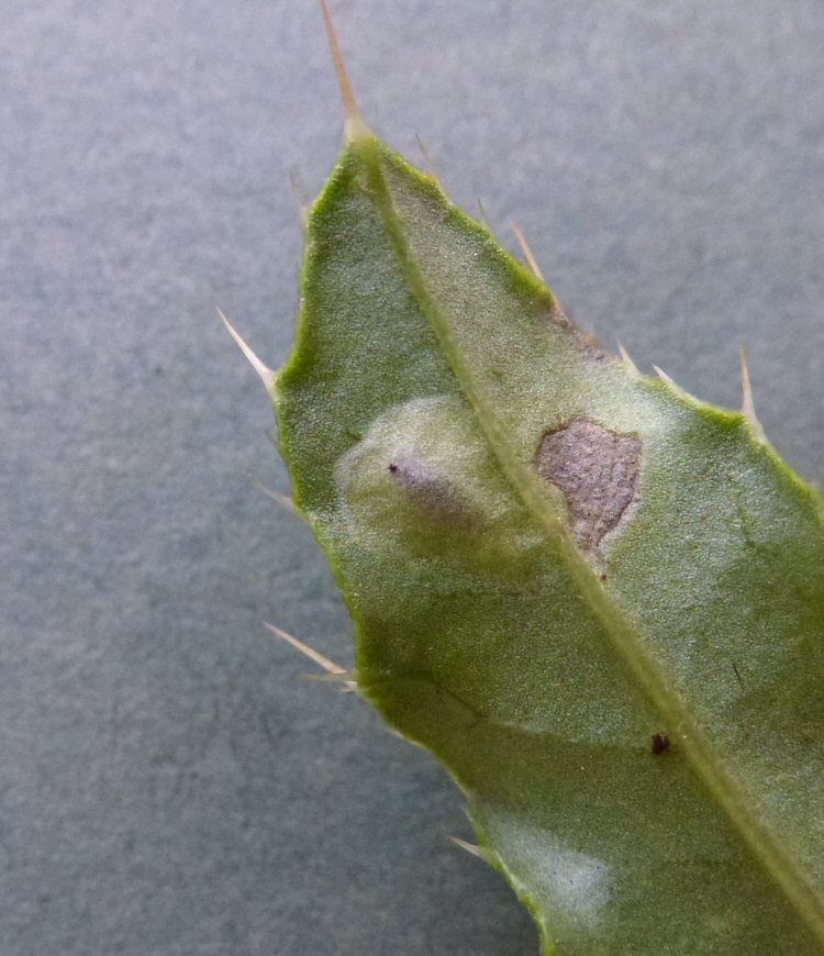 pupa