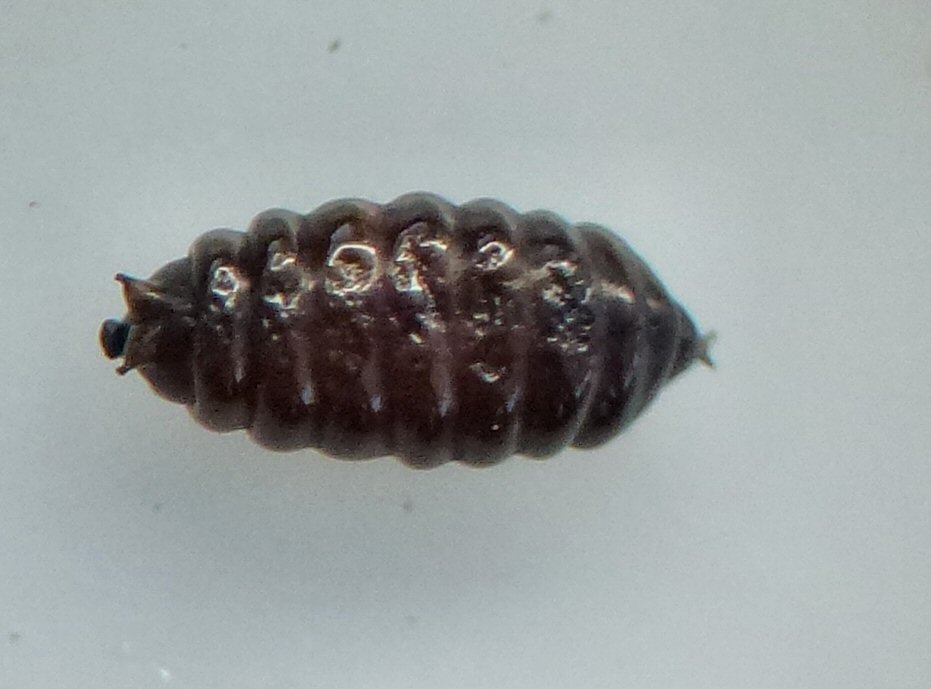 ventral view