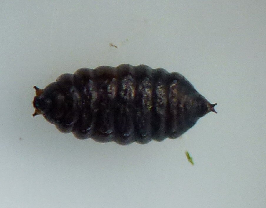 dorsal view