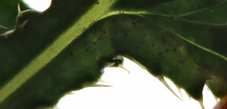 granular frass