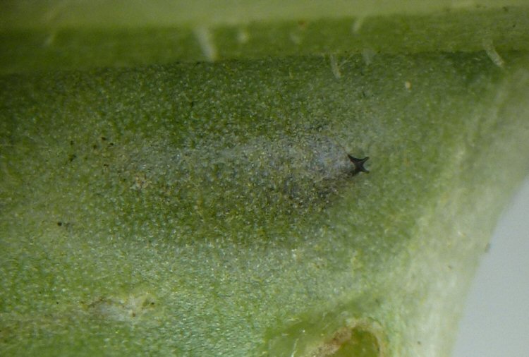pupa