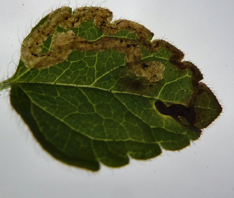 edge mine leads to a blotch