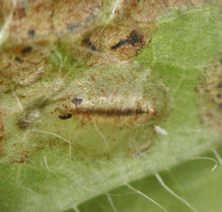 pupa