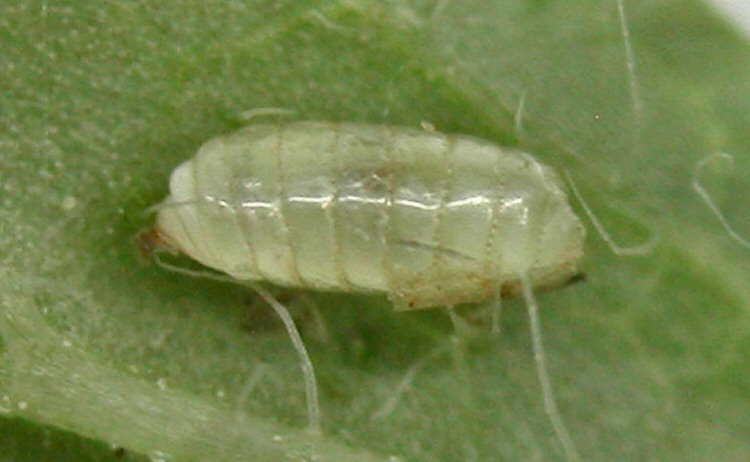 pupa ventral view