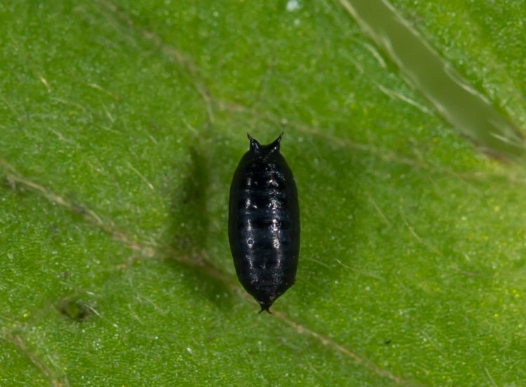 pupa
