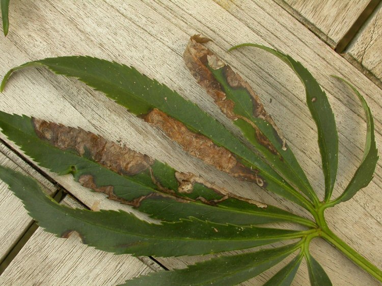 mines discolour with age