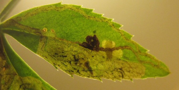 larva in mine
