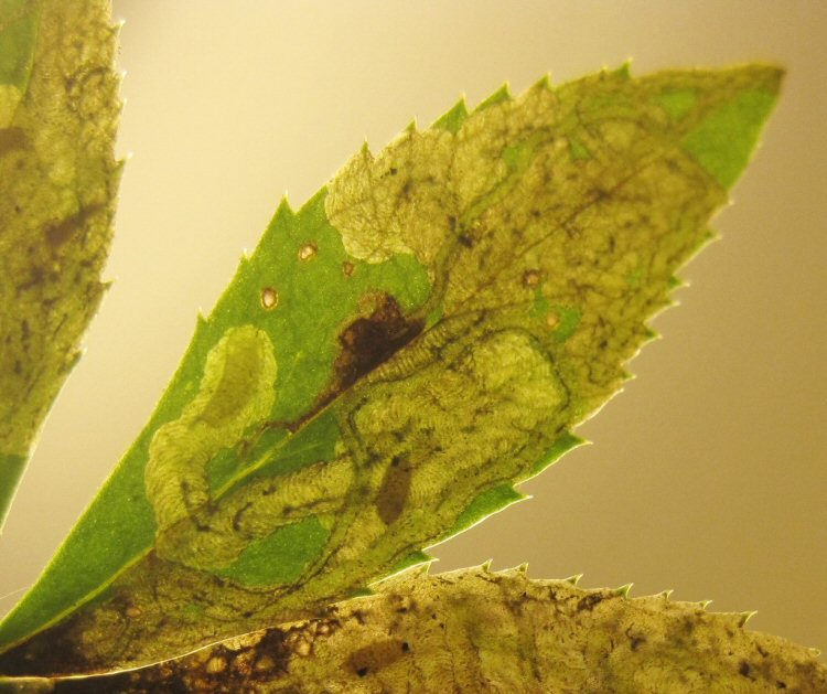 larva in mine