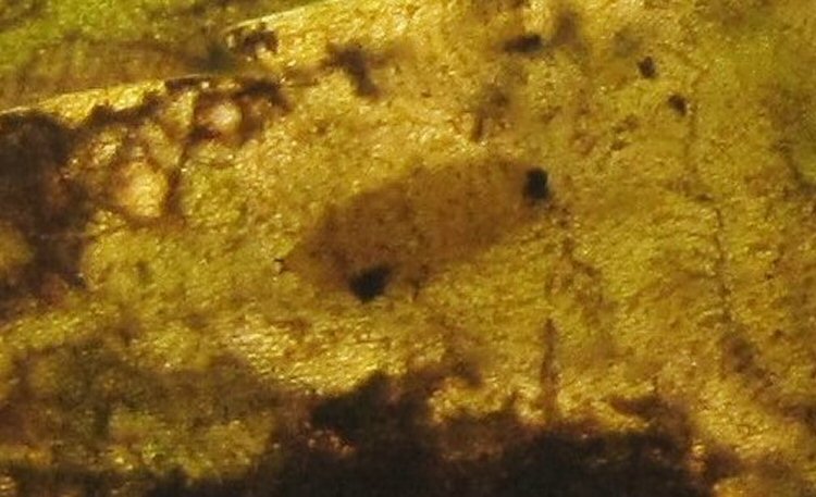 pupa