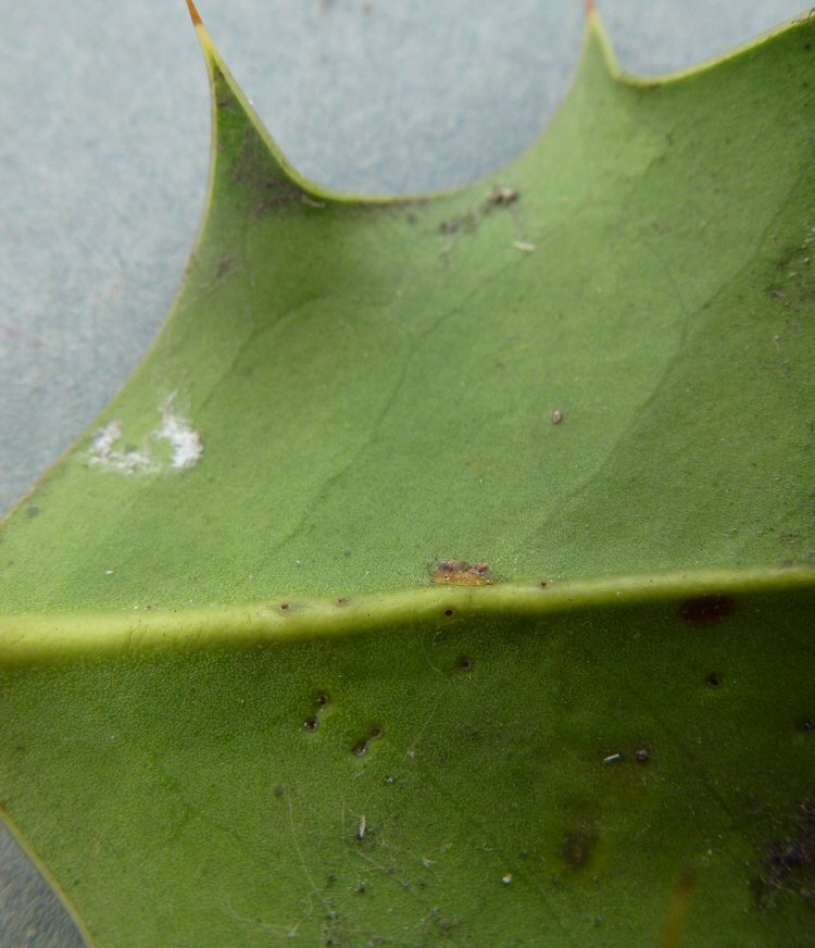 oviposition scar