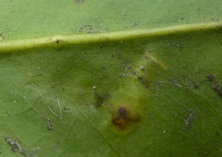 oviposition scar