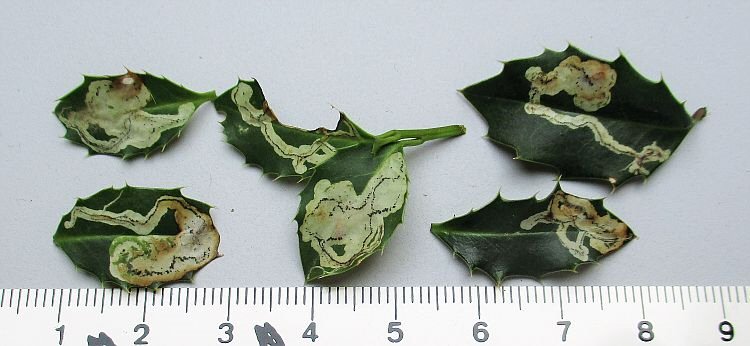 galleries lead to a blotch
