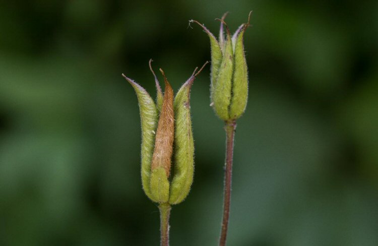 affected capsules discolour