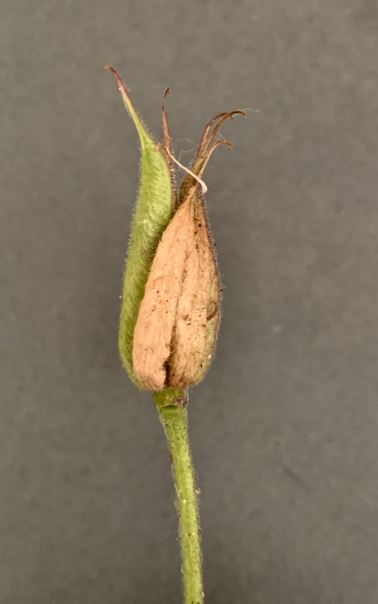 seed case discolours