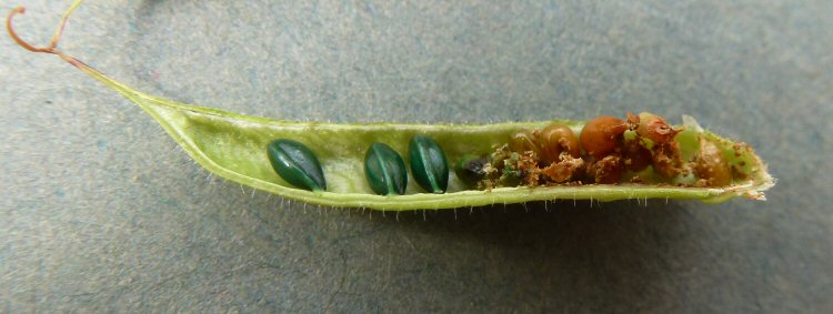 eaten seeds
