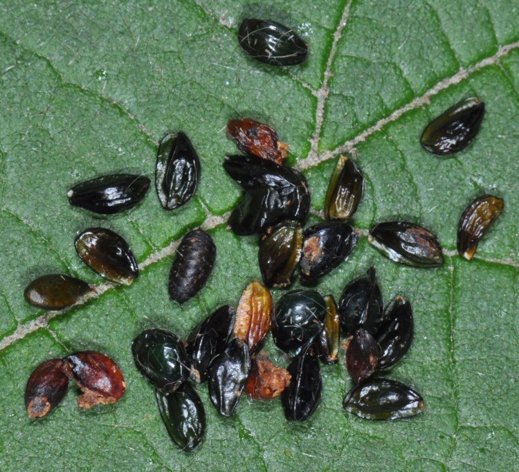 puparium and seeds