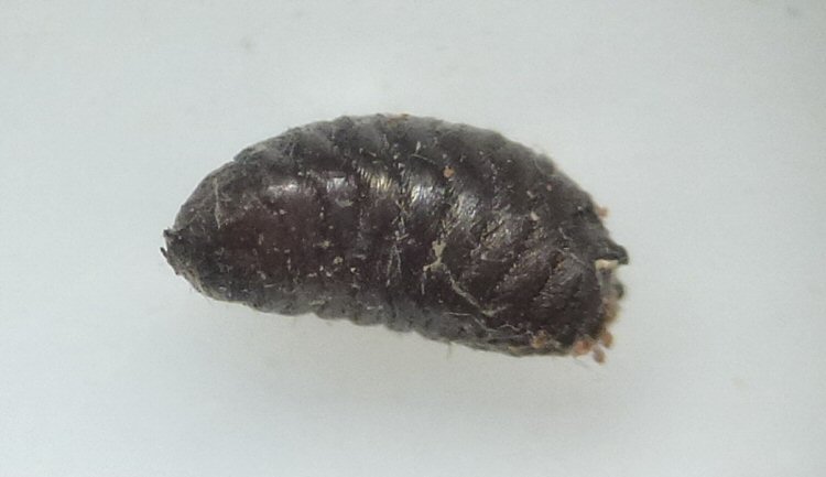 puparium ventro-lateral