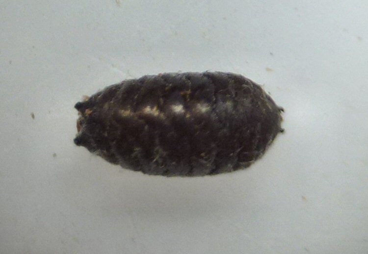 puparium dorsal