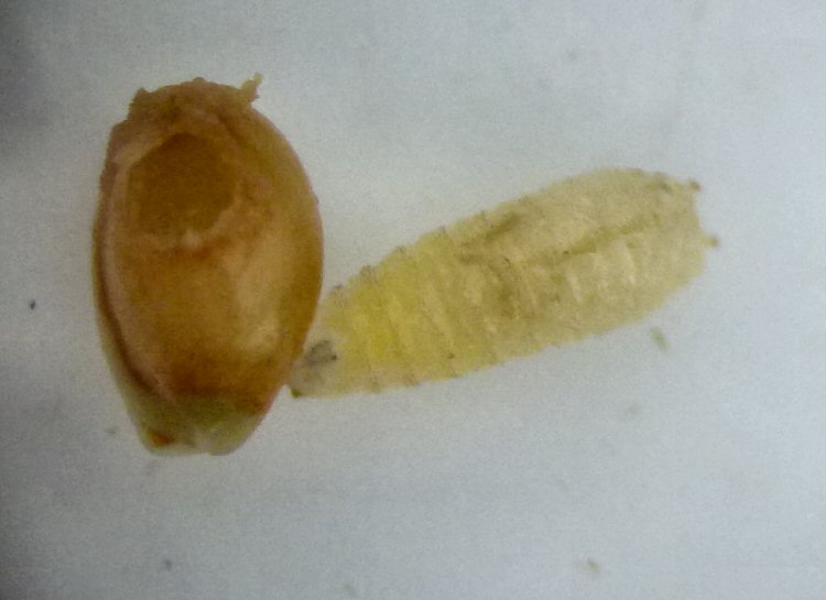 larva