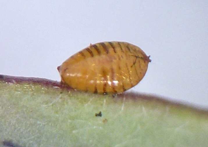 pupa