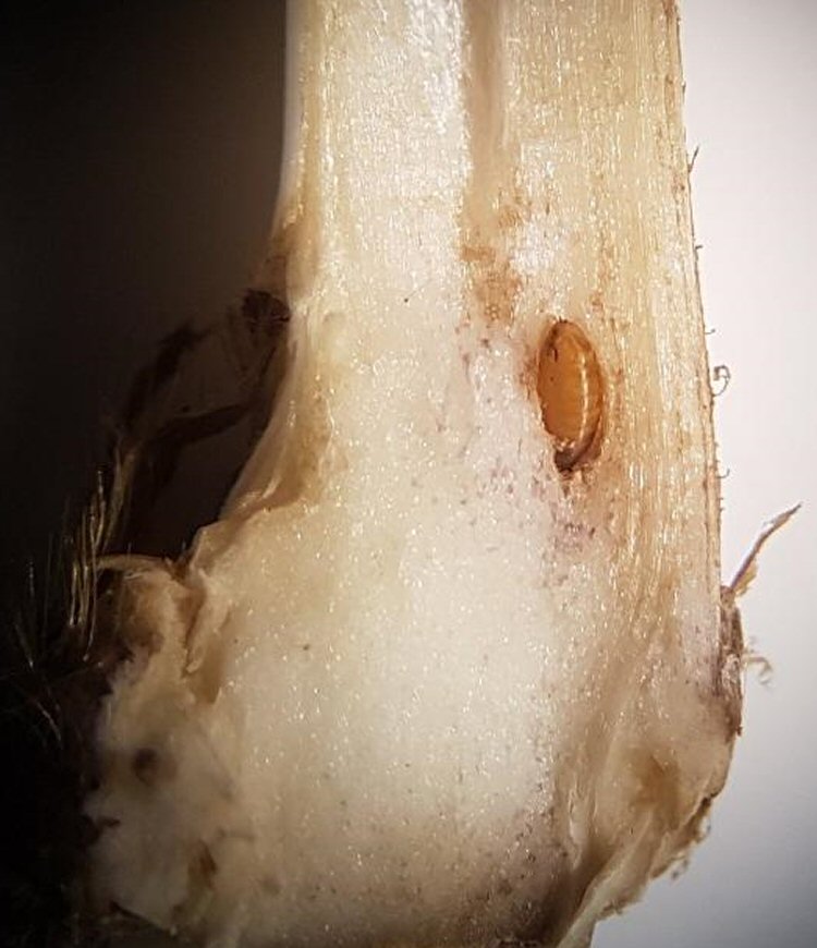 puparium