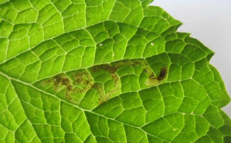 larva in mine
