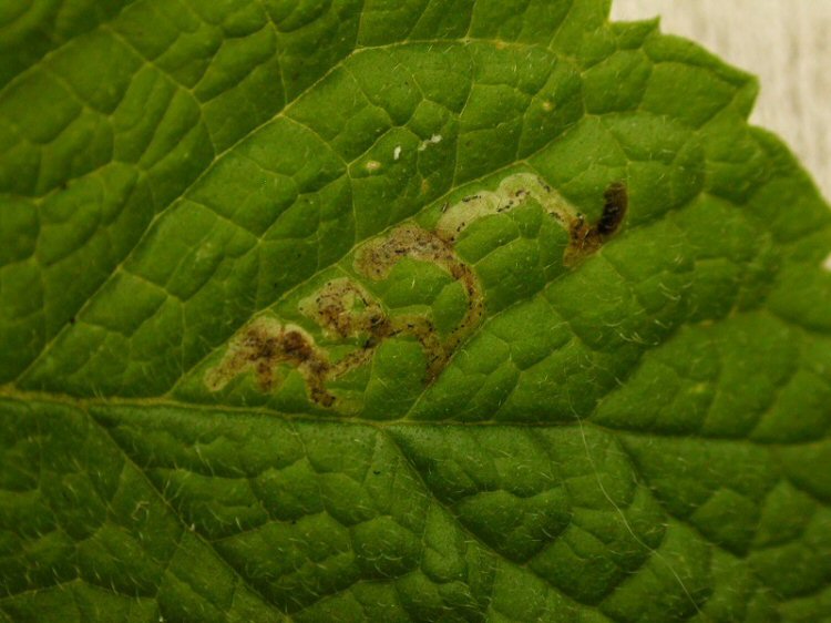 larva in mine