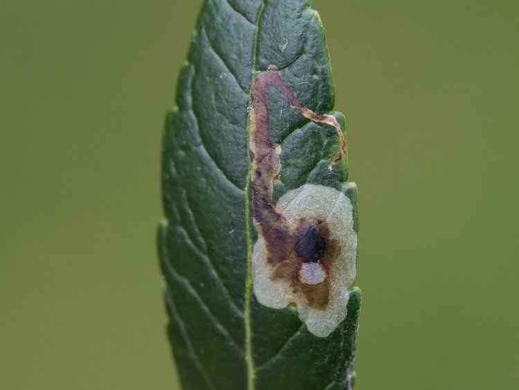 initial gallery into a blotch