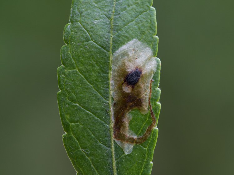 gallery leads to a blotch