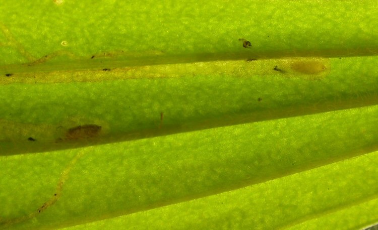 larva and pupa