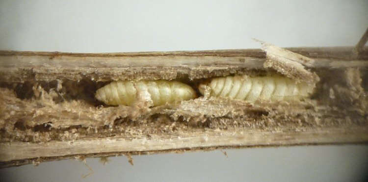 puparia
