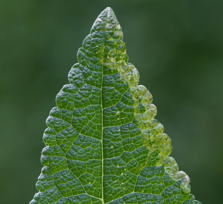 MAY CLOSELY FOLLOW THE LEAF EDGE