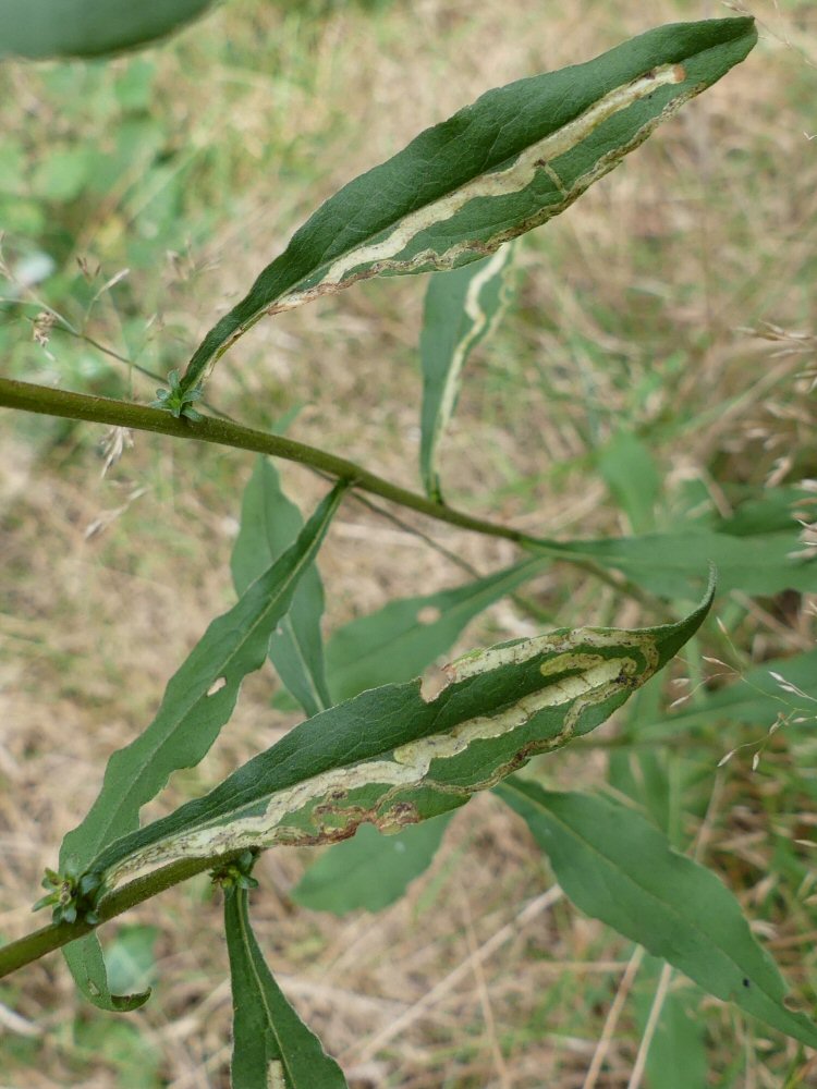 broad white strips