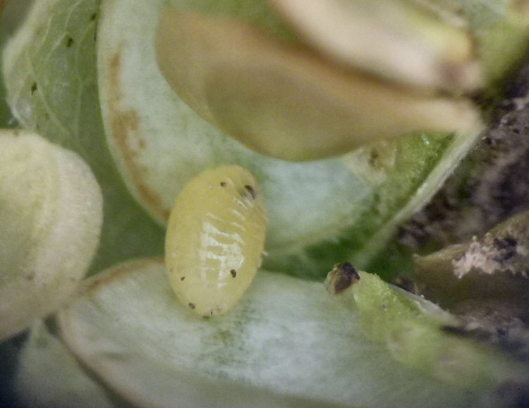 larva