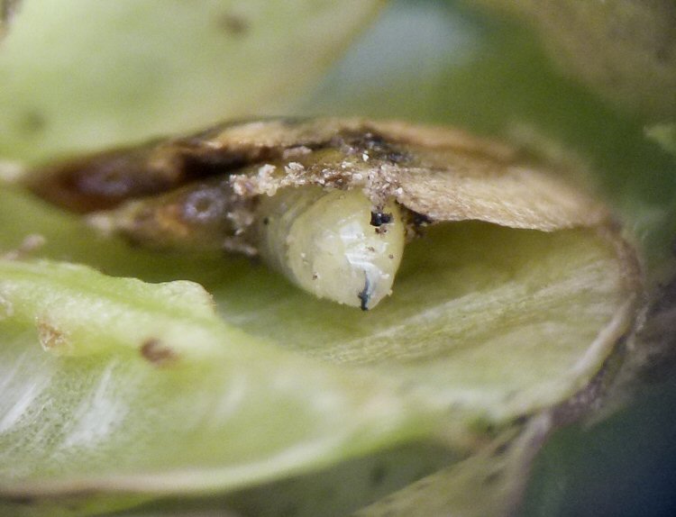 larva