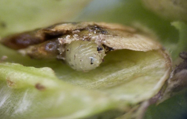 larva