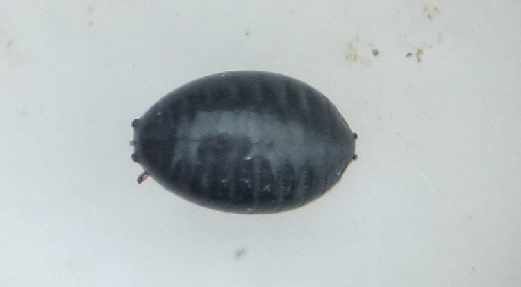 puparium dorsal