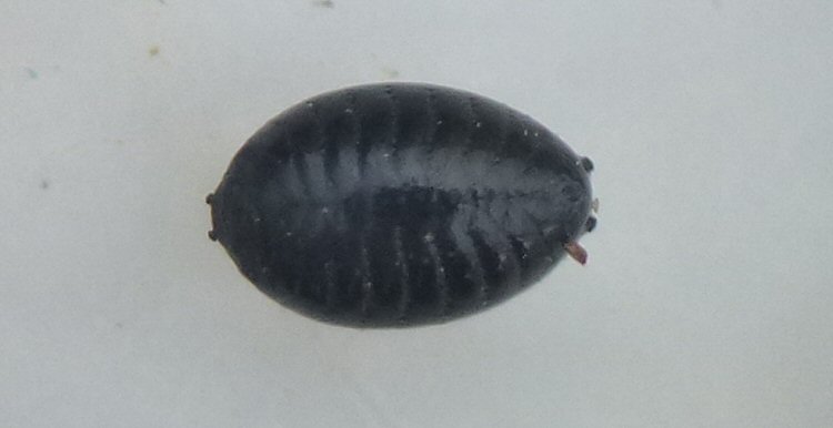 puparium ventral