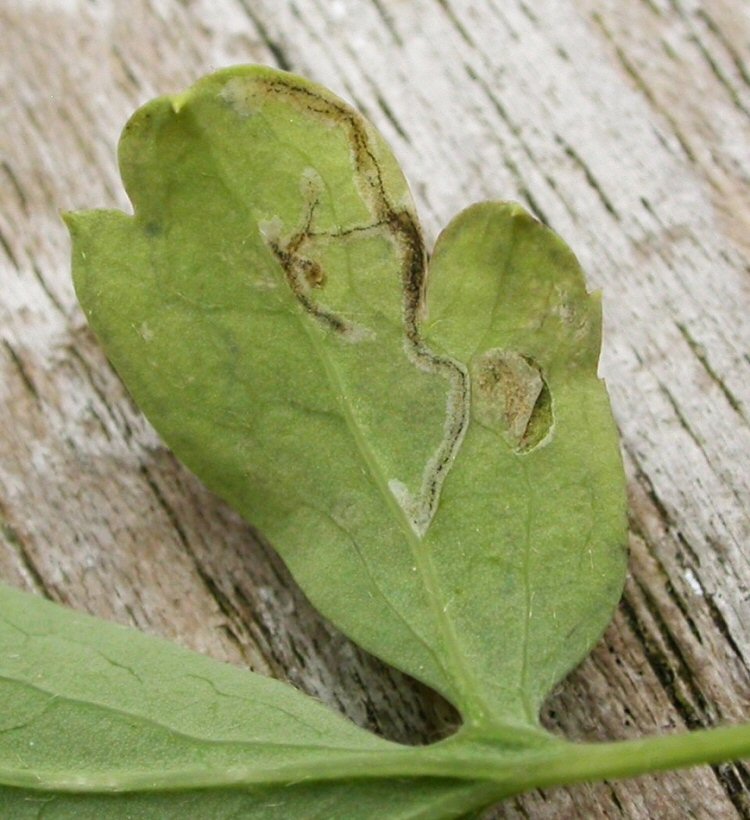 lower surface initially