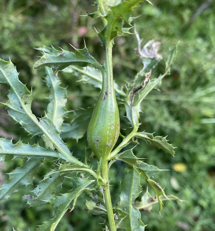 swollen stem gall