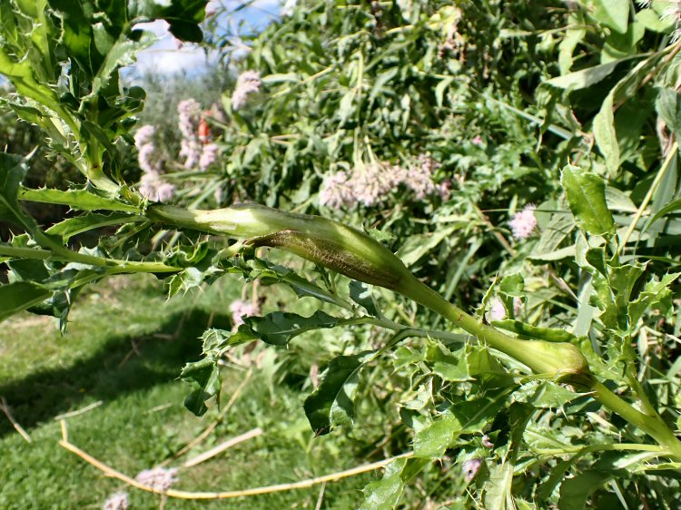 stem galls formed