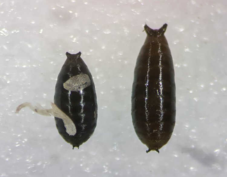 pupa