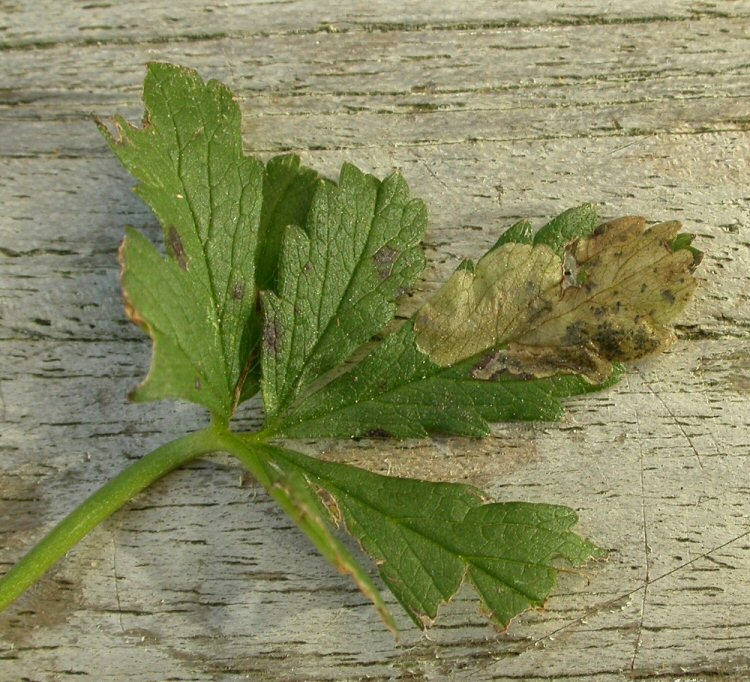 forms blotch mines at the leaf tip