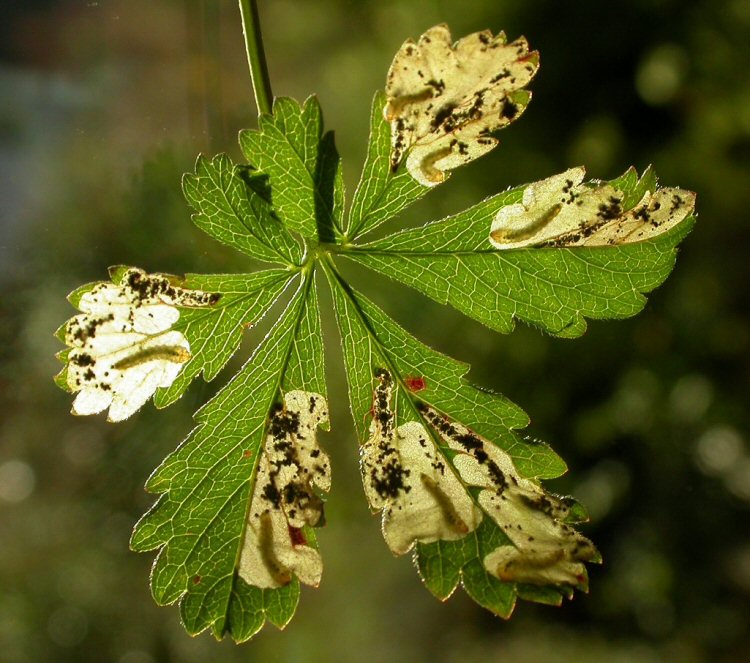 there may be several mines in a leaf