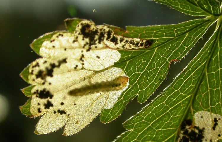 larva in mine
