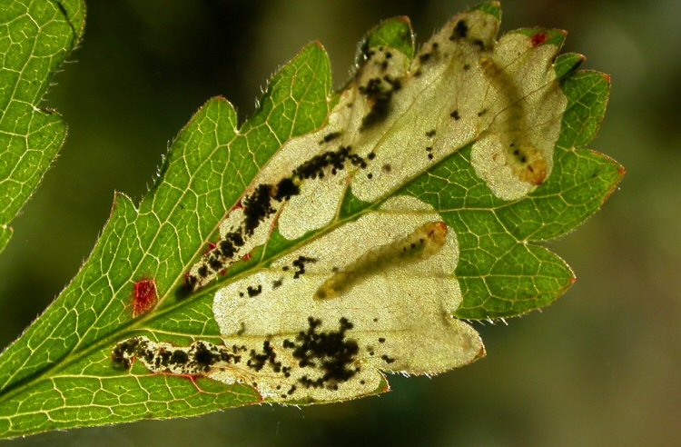 larvae in mines