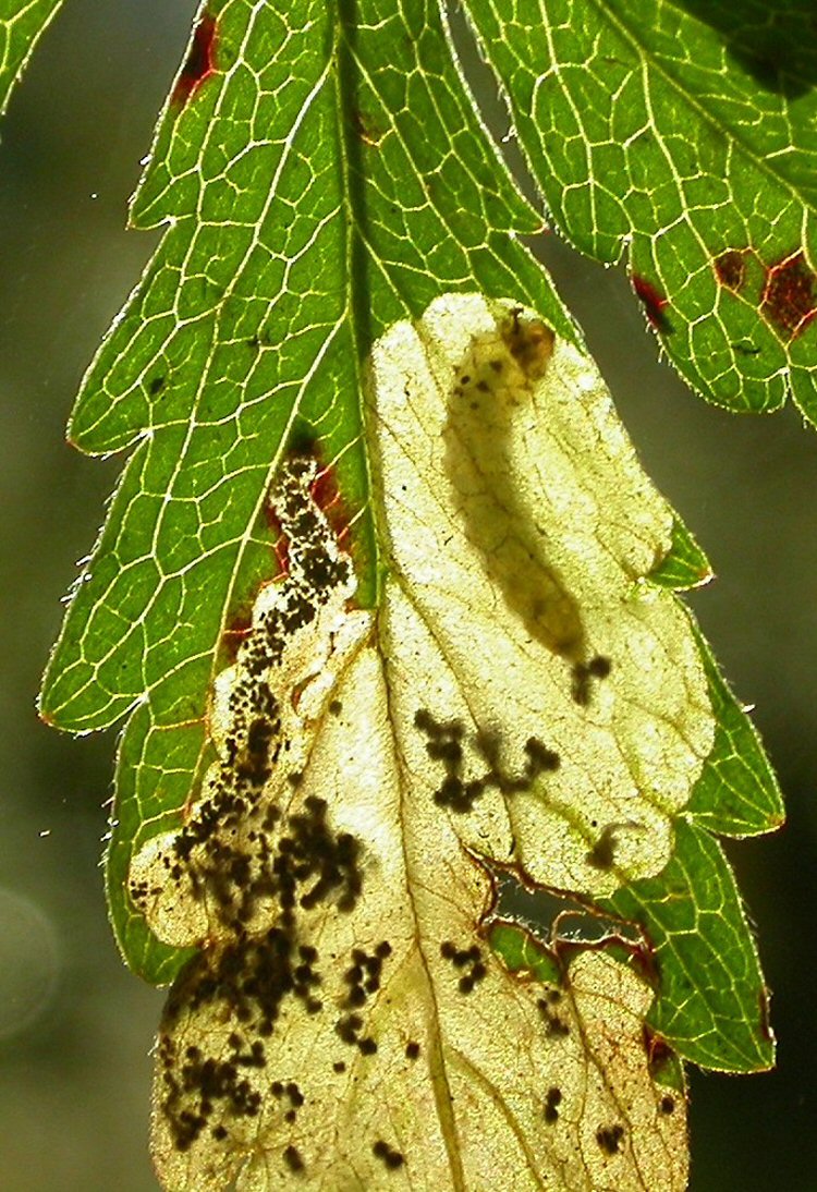 larva in mine