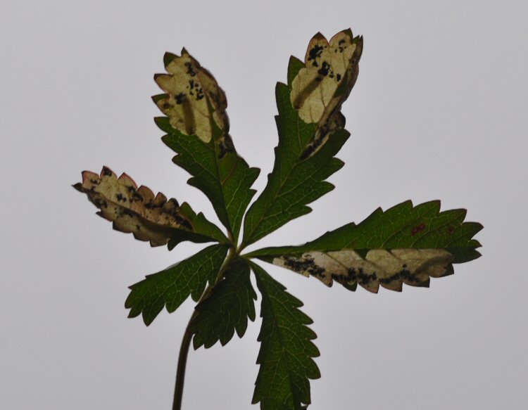 larvae in mine