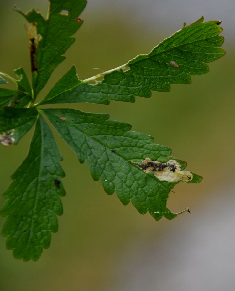 larva in mine