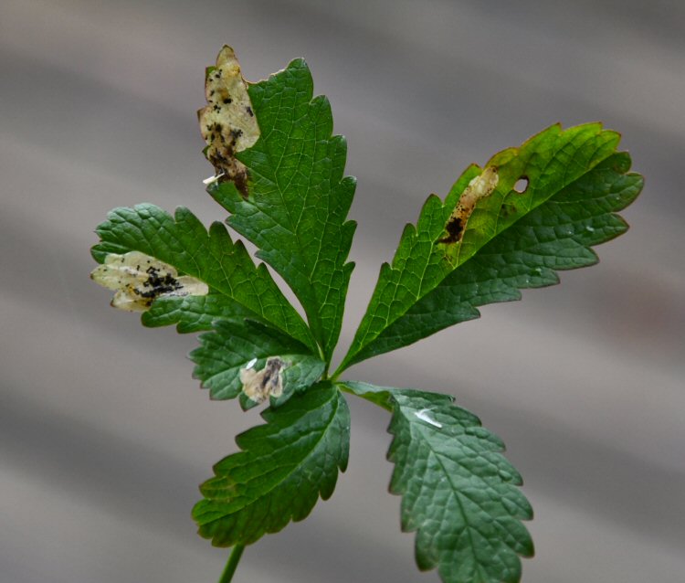 larvae in mines